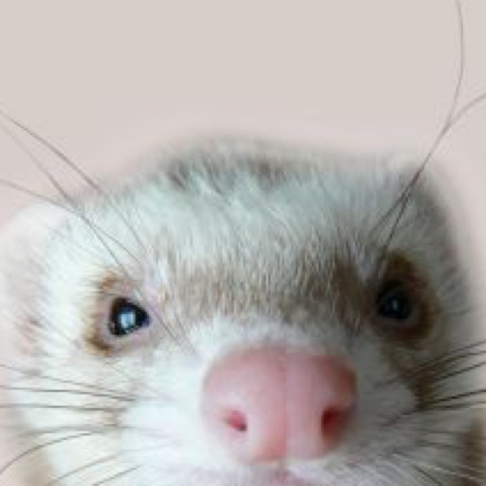 Meet your Posher, Amelia